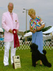  BlackPearl Fog City Starlet(Jullyka) - Group 2nd  under judge Fred Peddie. Wonderfully presented by Linda Gourley,ranked 5th Miniature Poodle in Canada, 9/1/09 ,Owned by BJ Bachman Kennel 